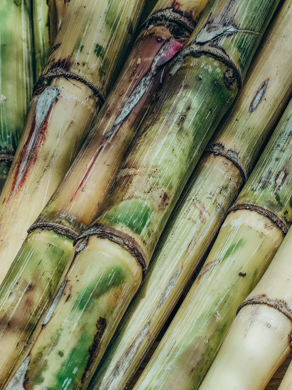 Fresh sugarcane stalks